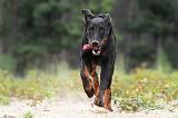 BEAUCERON 420